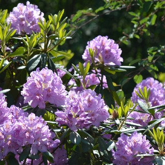 Blumen im Weltwald